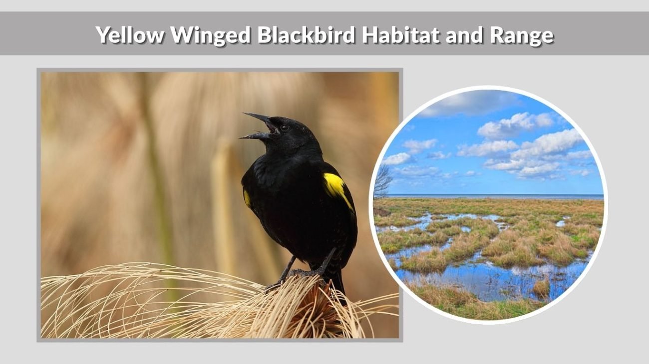 Yellow Winged Blackbird Habitat and Range