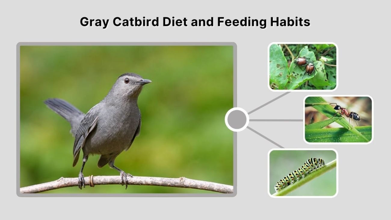 Gray Catbird Diet and Feeding Habits