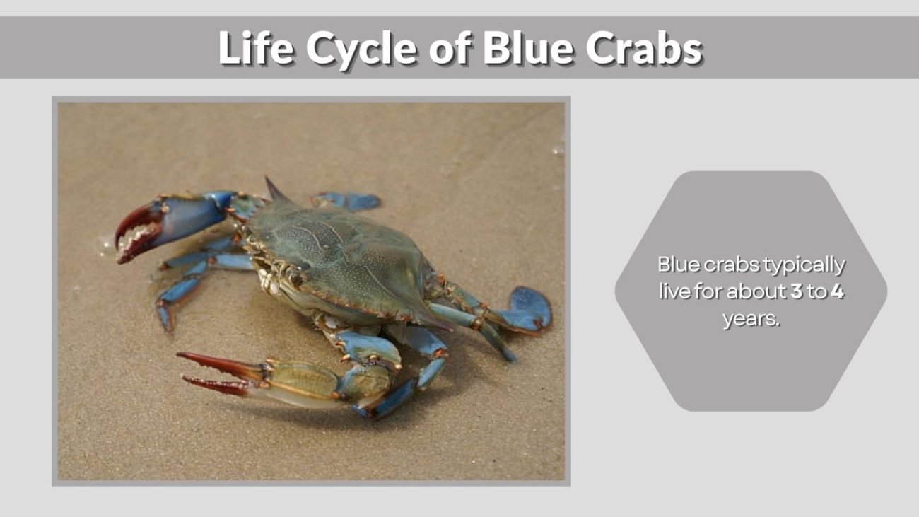 Life Cycle of Blue Crabs