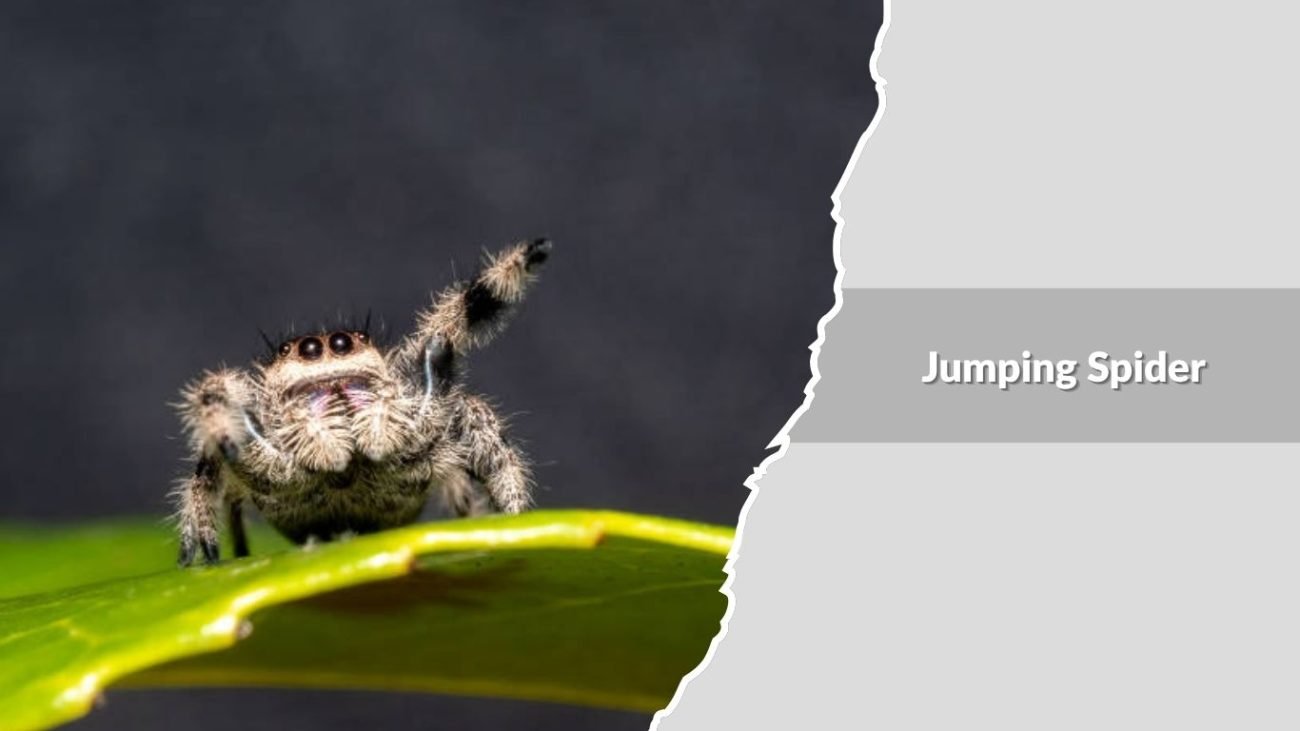 Jumping Spider