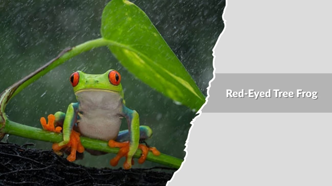 Red-Eyed Tree Frog