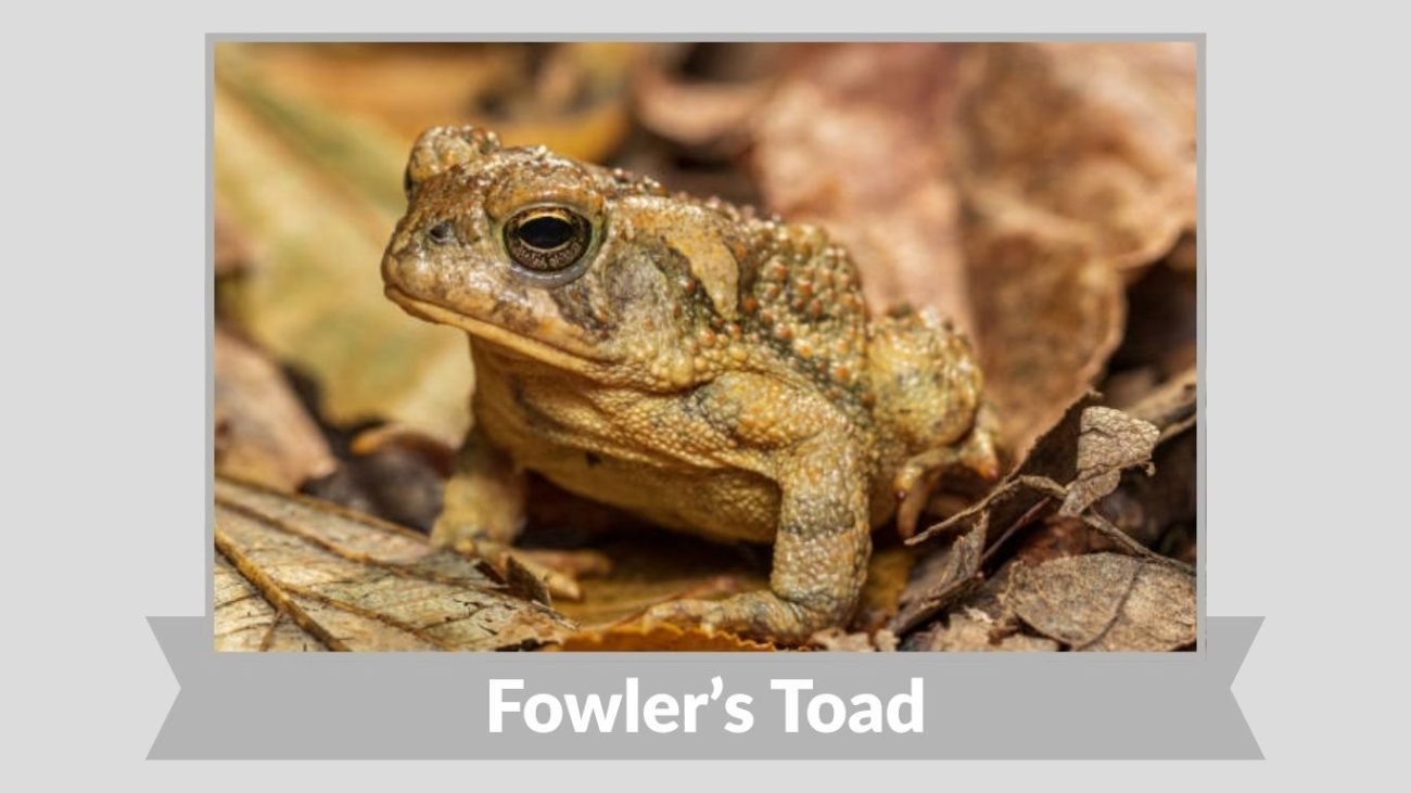 Fowler’s Toad
