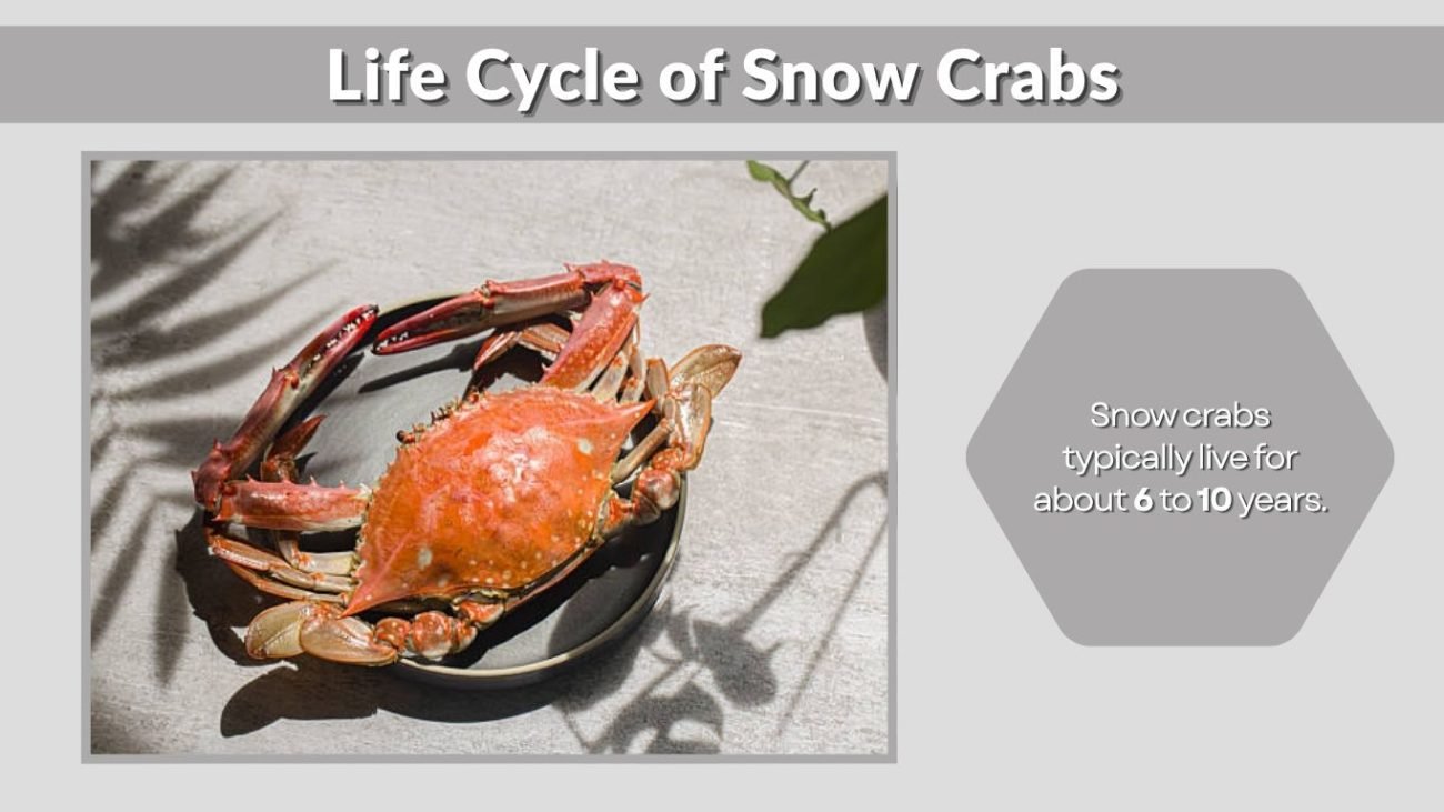Life Cycle of Snow Crabs