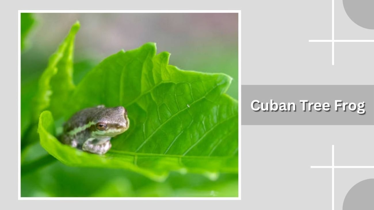 Cuban Tree Frog