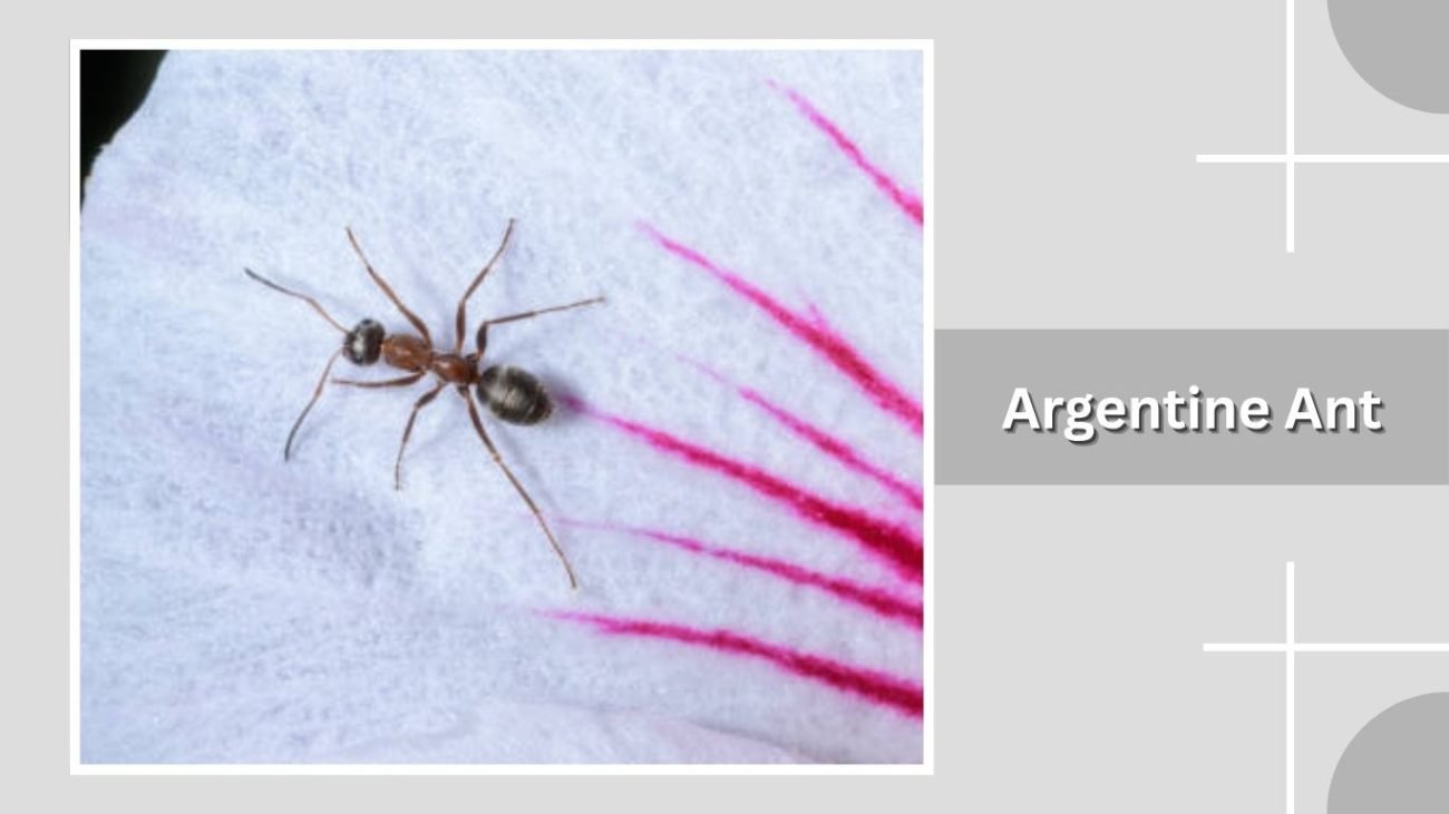 Argentine Ant