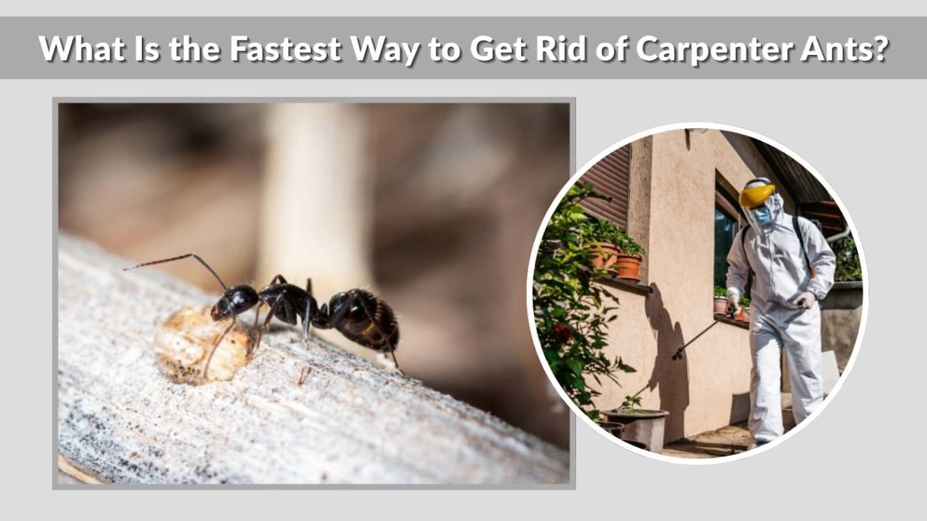What Is the Fastest Way to Get Rid of Carpenter Ants?