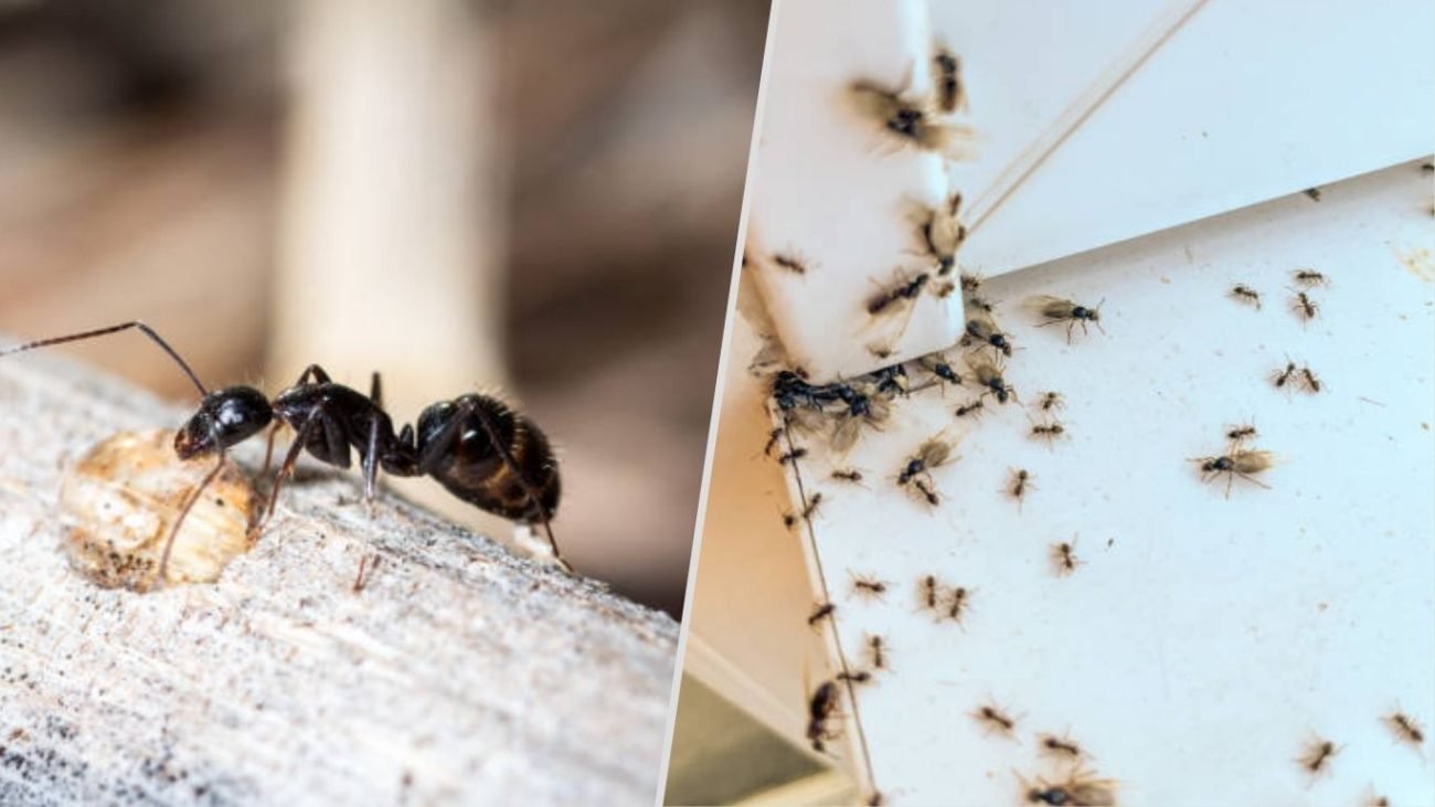 Winged Ants (Swarmers) Inside the House