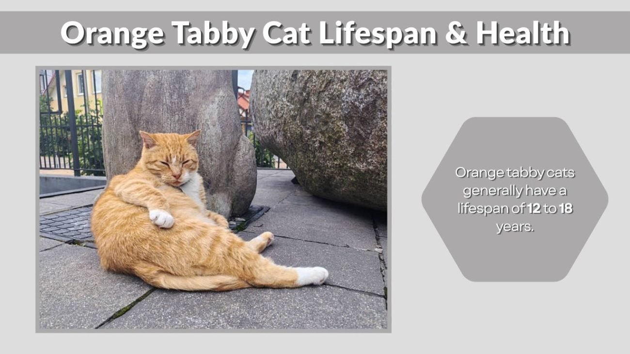 Orange Tabby Cat Lifespan & Health