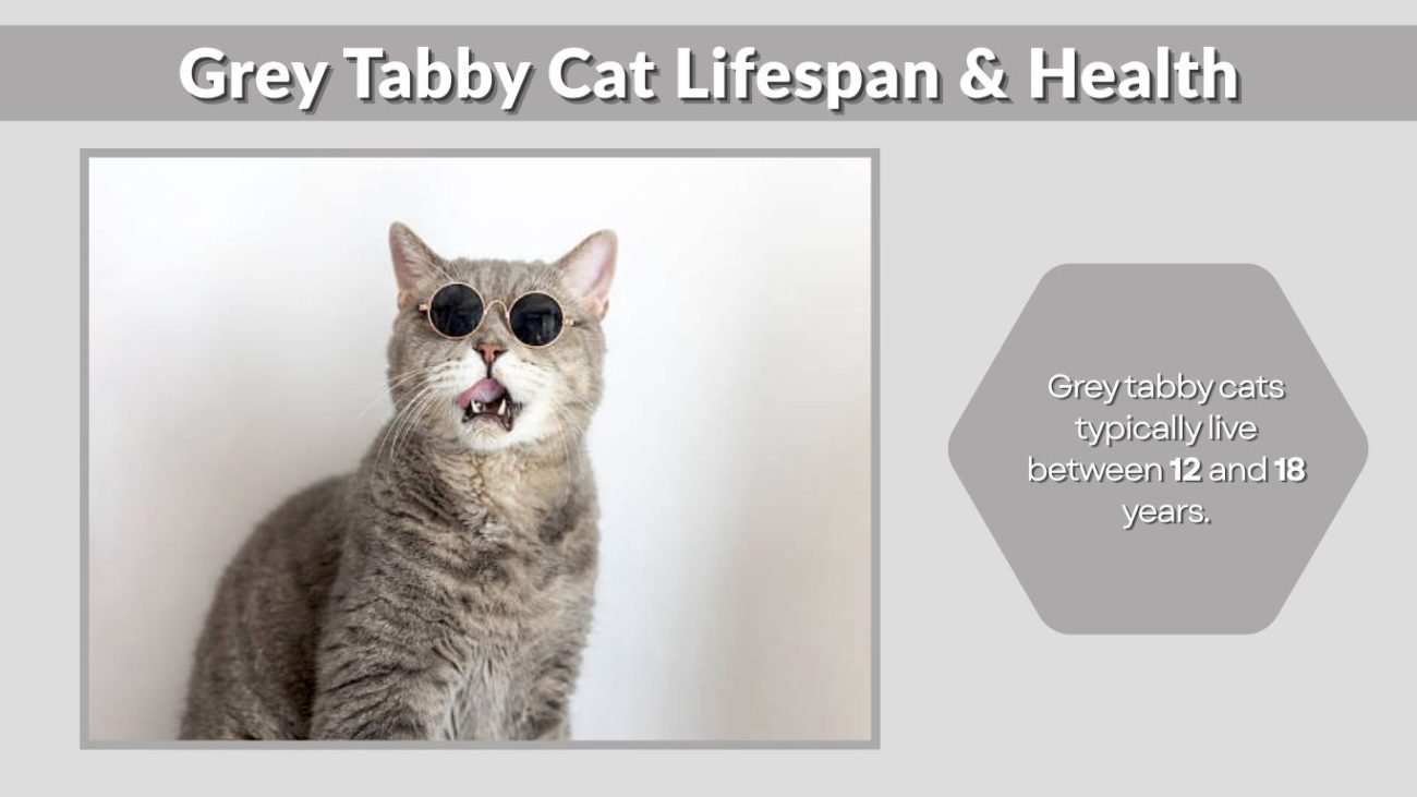 Grey Tabby Cat Lifespan & Health
