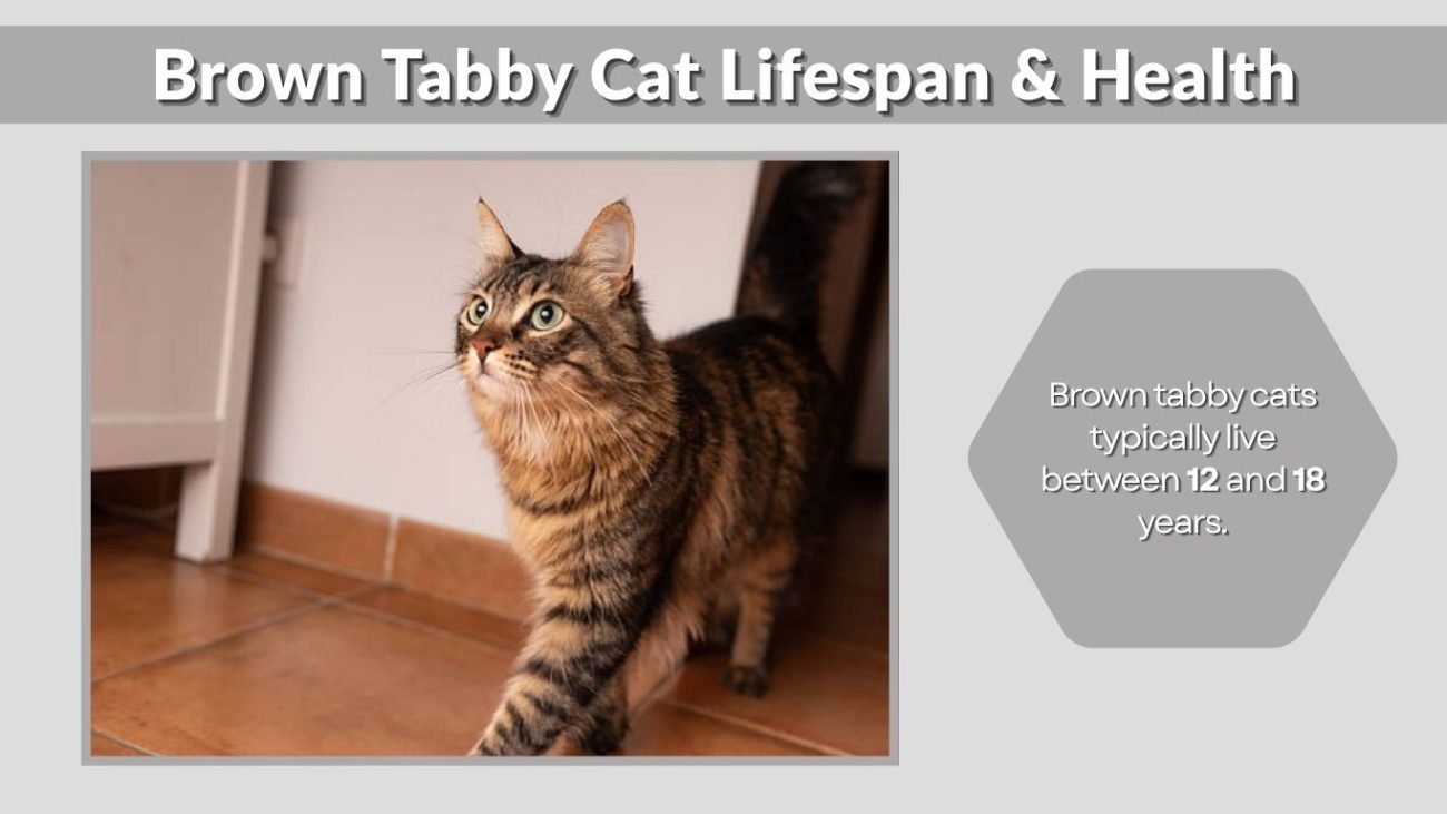 Brown Tabby Cat Lifespan & Health
