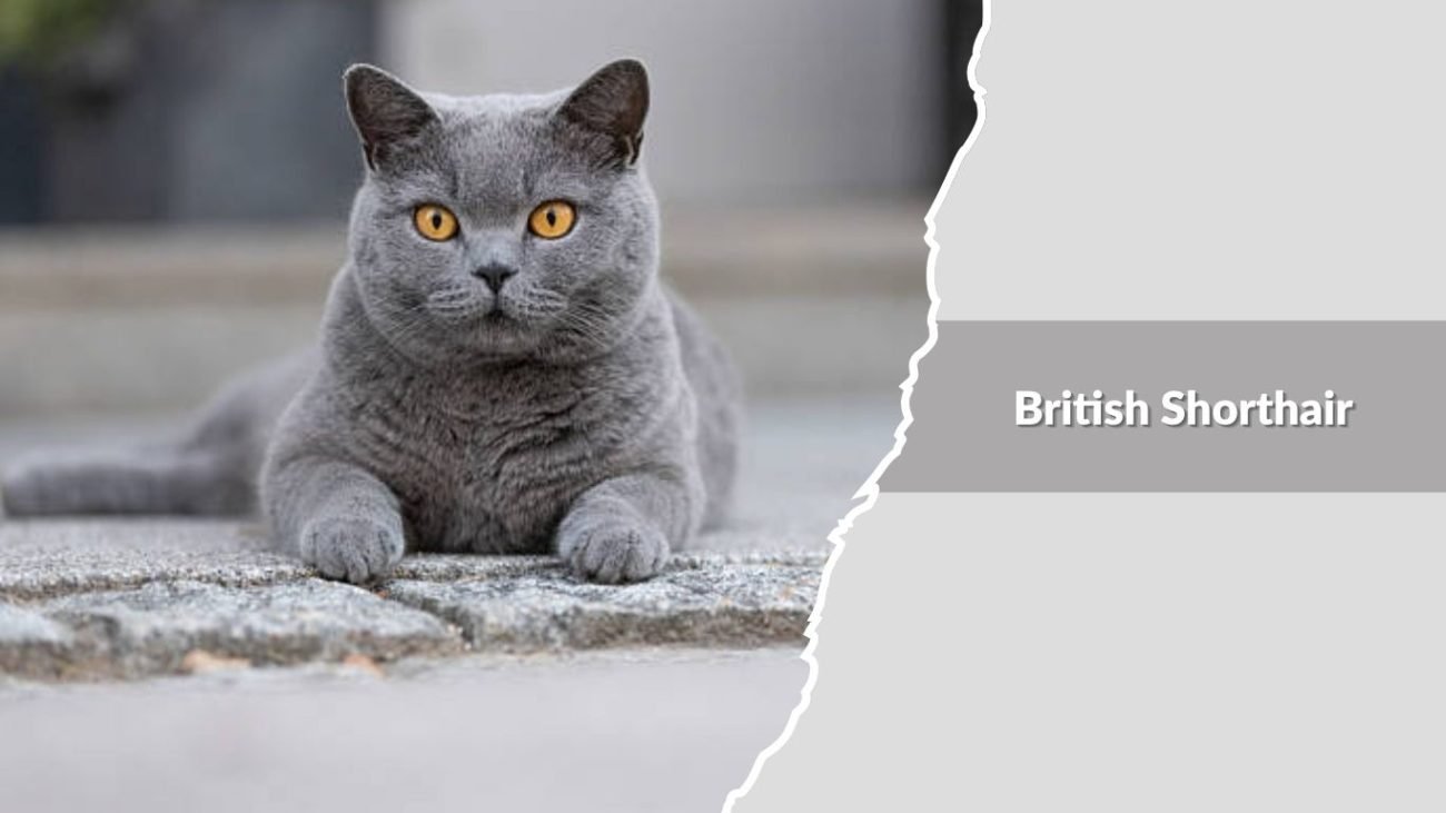 British Shorthair