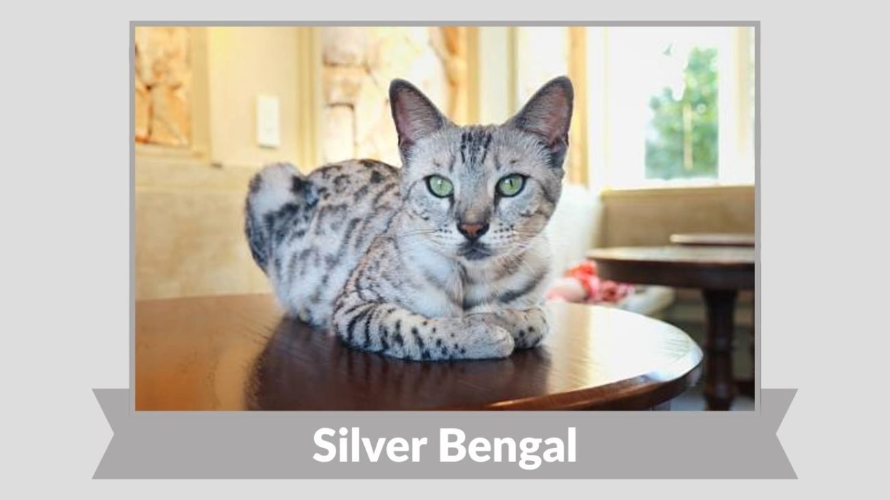Silver Bengal