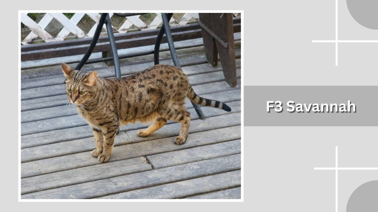 F3 Savannah