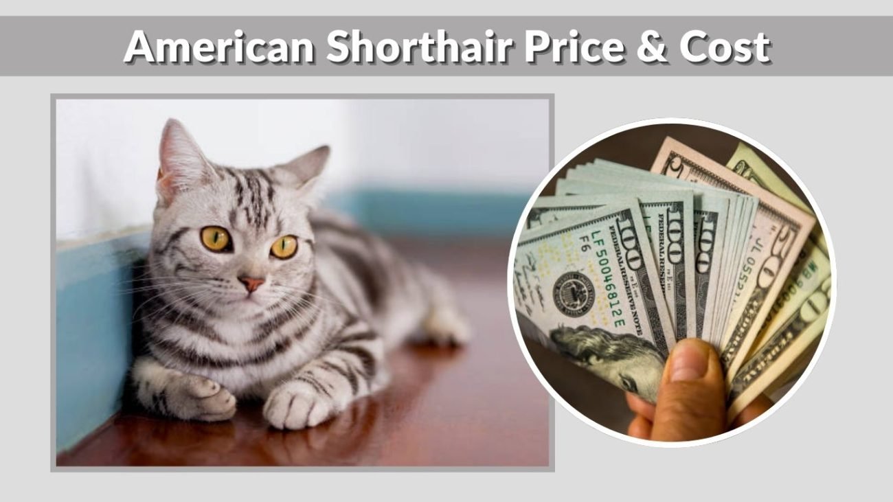 American Shorthair Price & Cost