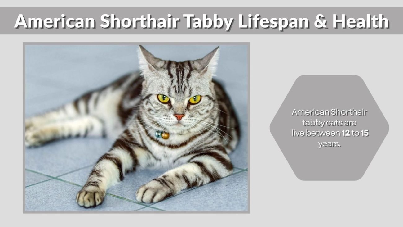 American Shorthair Tabby Lifespan & Health