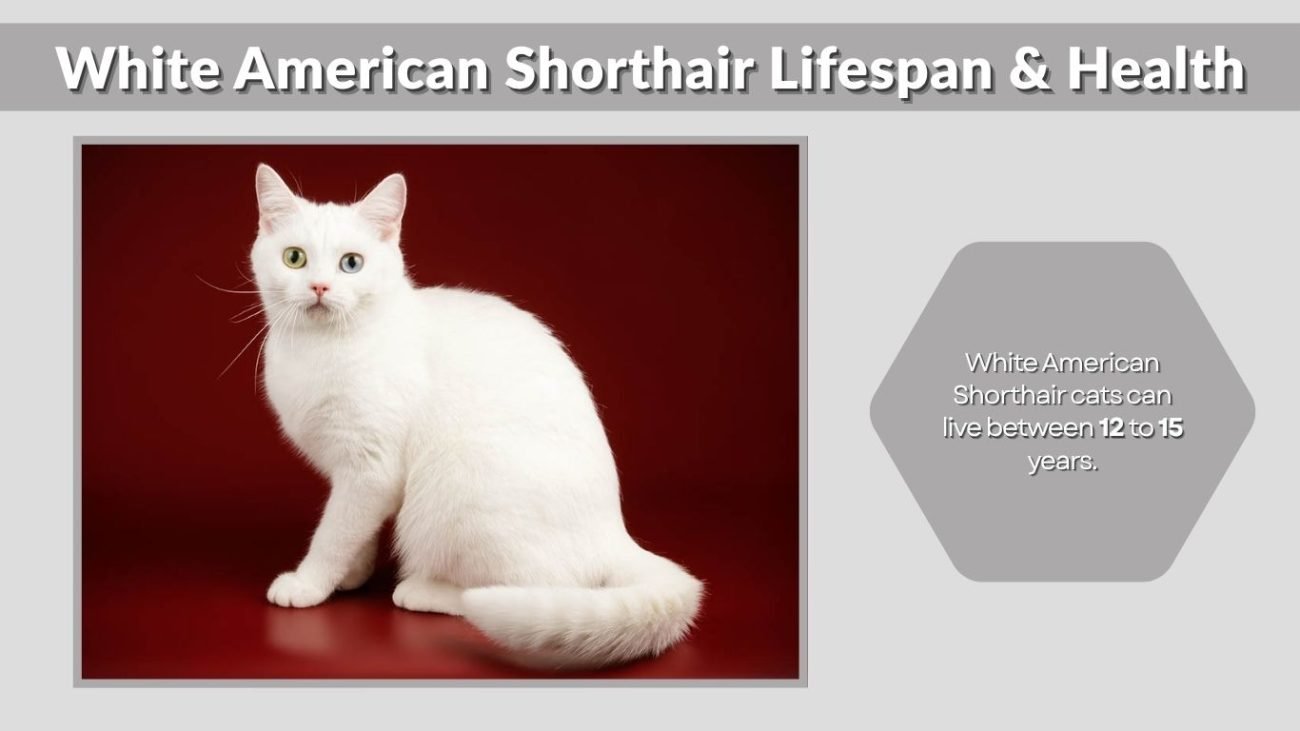 White American Shorthair Lifespan & Health