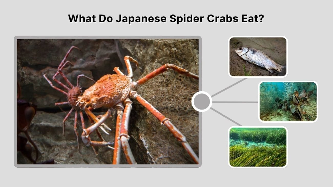 What Do Japanese Spider Crabs Eat?