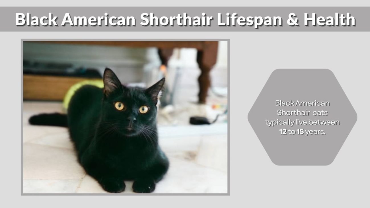 Black American Shorthair Lifespan & Health