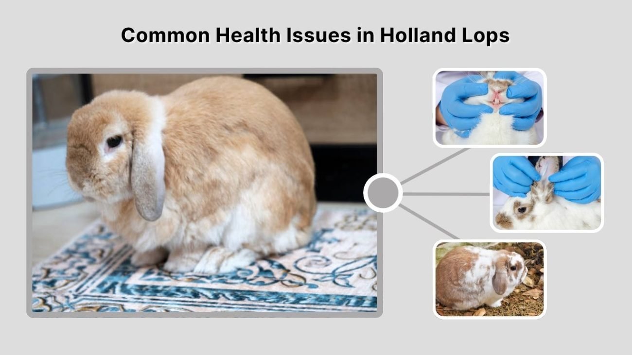 Common Health Issues in Holland Lops
