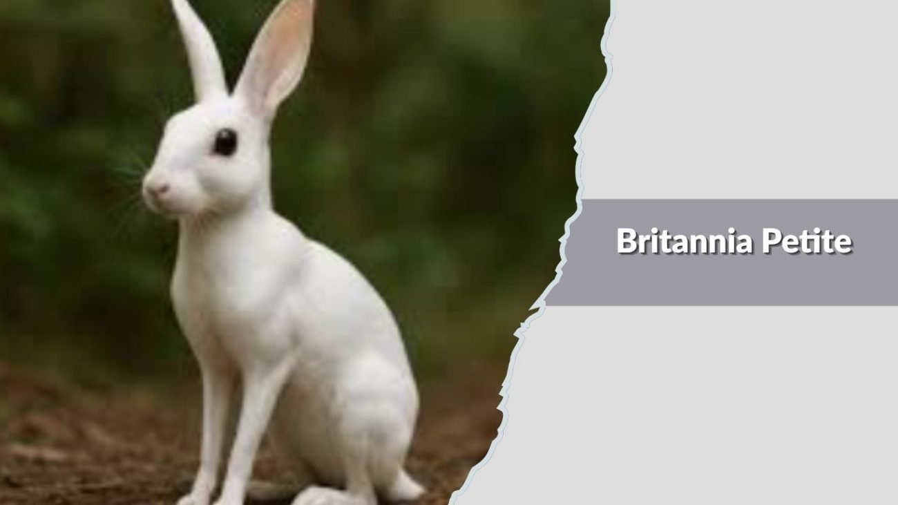 Britannia Petite