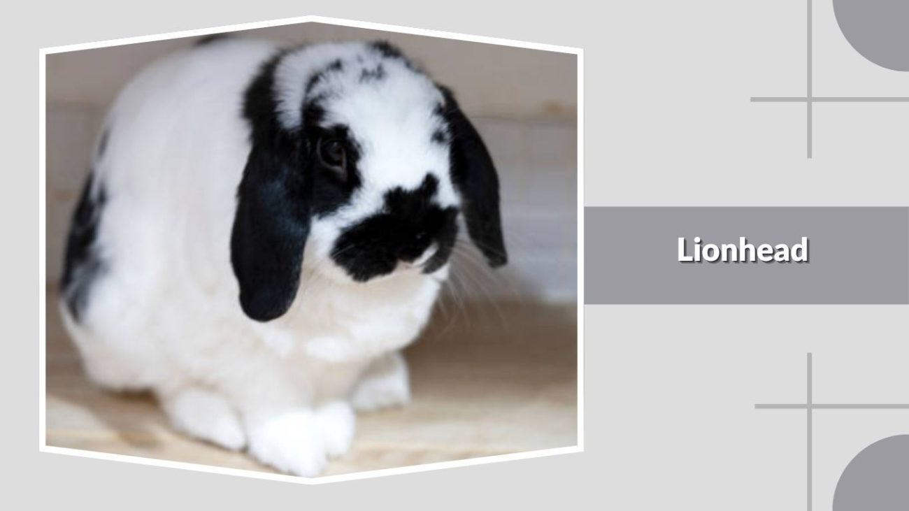 Lionhead