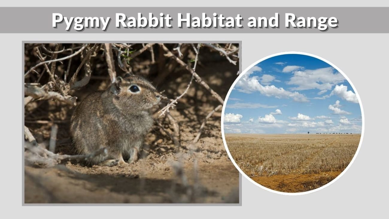 Pygmy Rabbit Habitat and Range