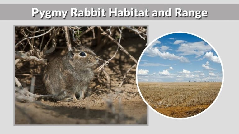 Pygmy Rabbit Community Pygmy Rabbit: Size, Lifespan, Habitat & Complete Guide