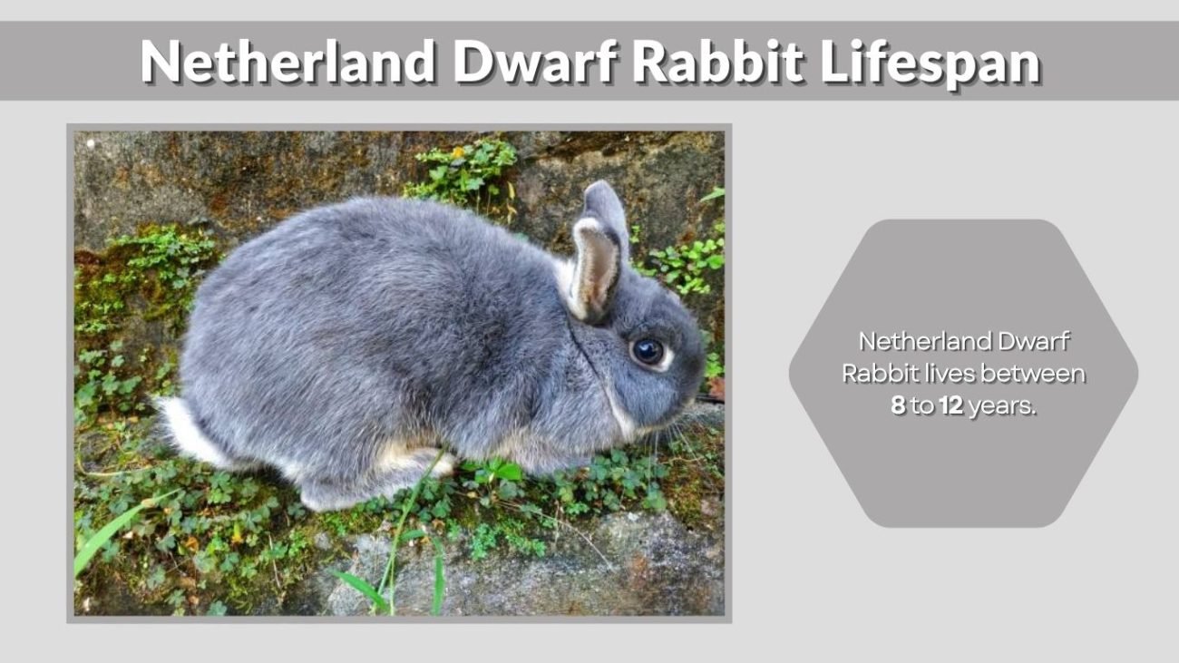Netherland Dwarf Rabbit Lifespan