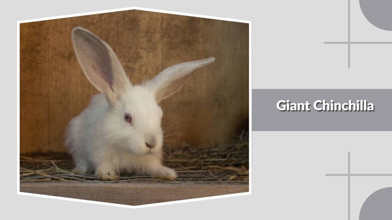 Giant Chinchilla