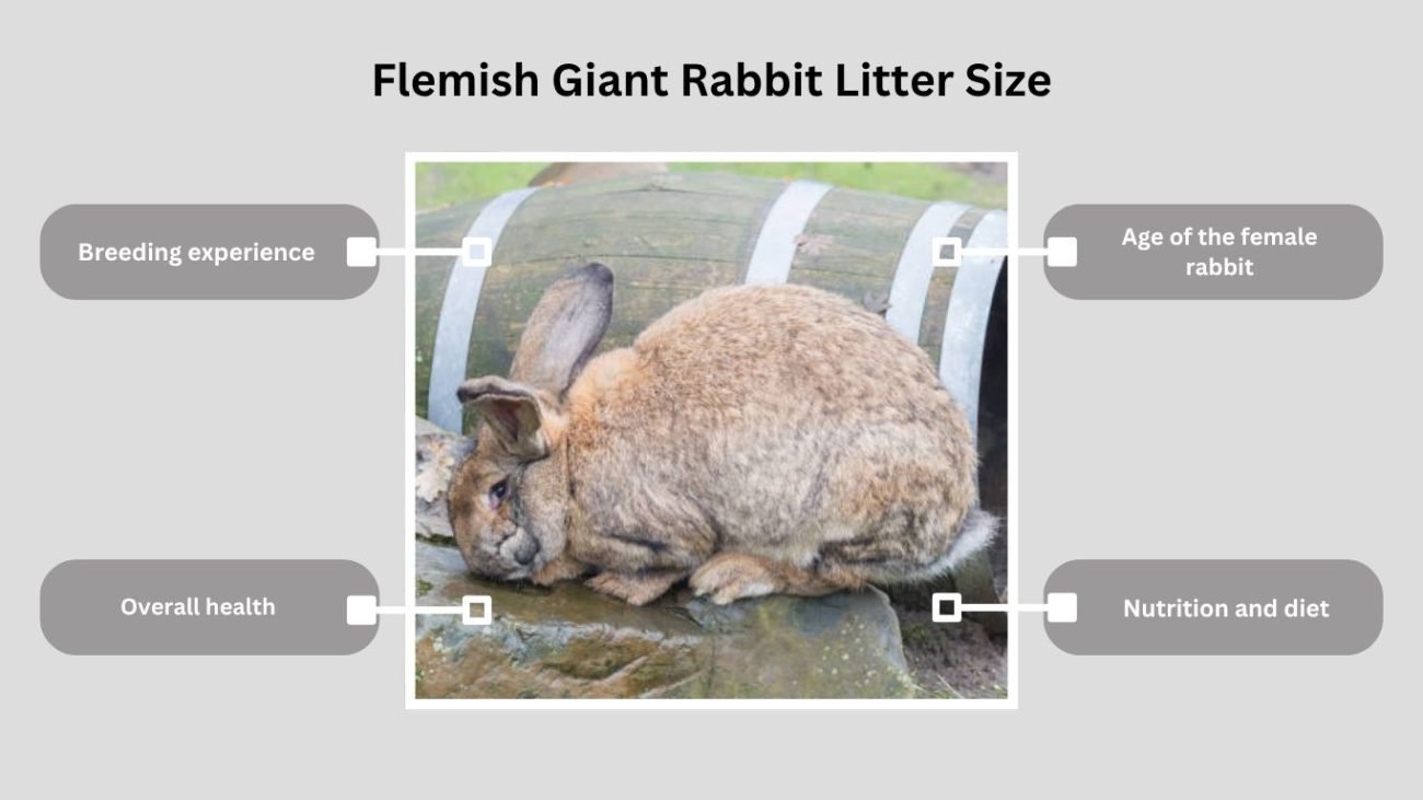 Flemish Giant Rabbit Litter Size