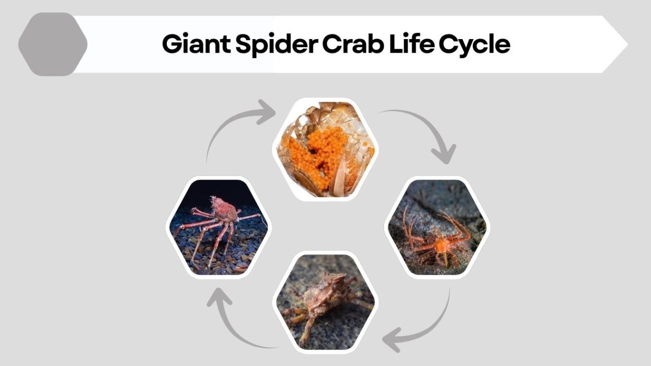 Giant Spider Crab Life Cycle