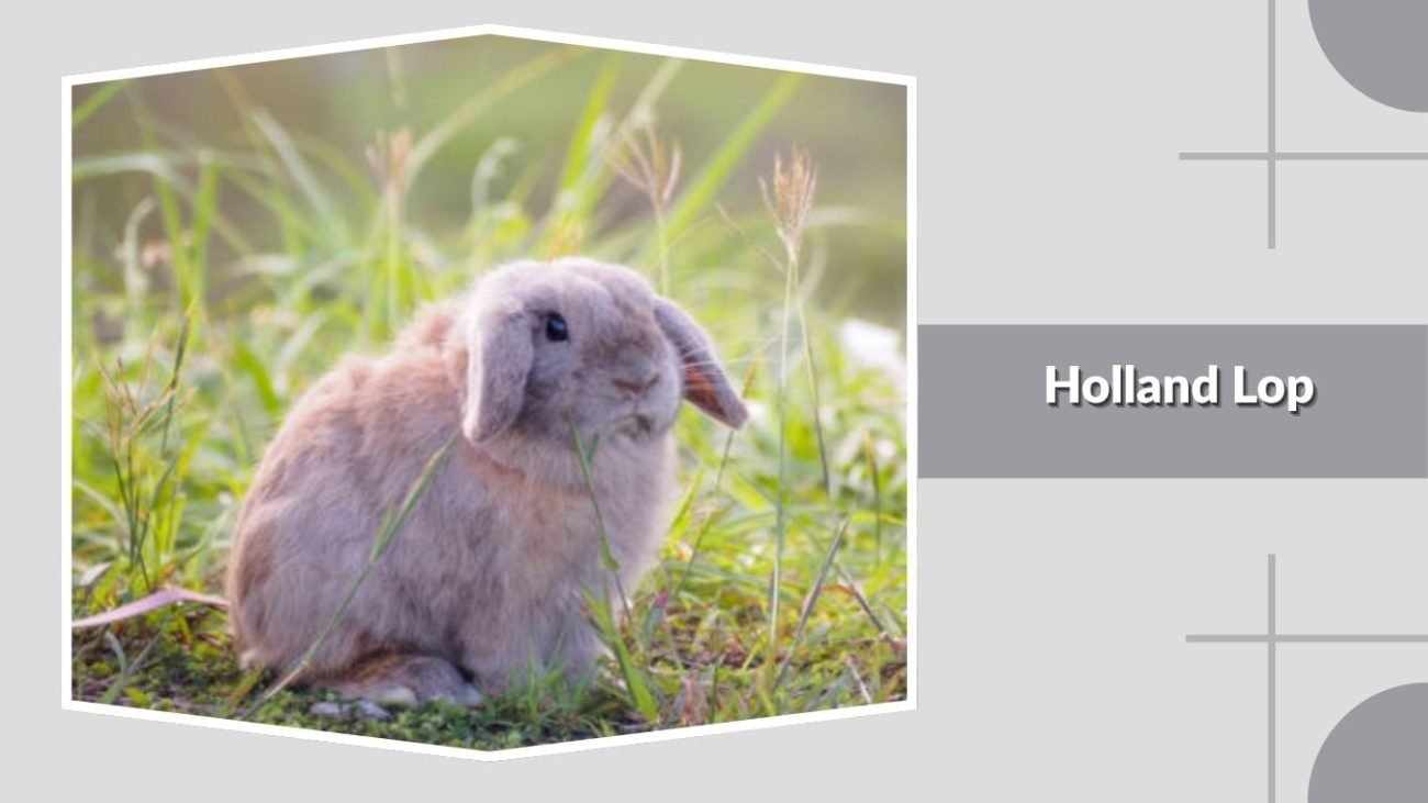  Holland Lop