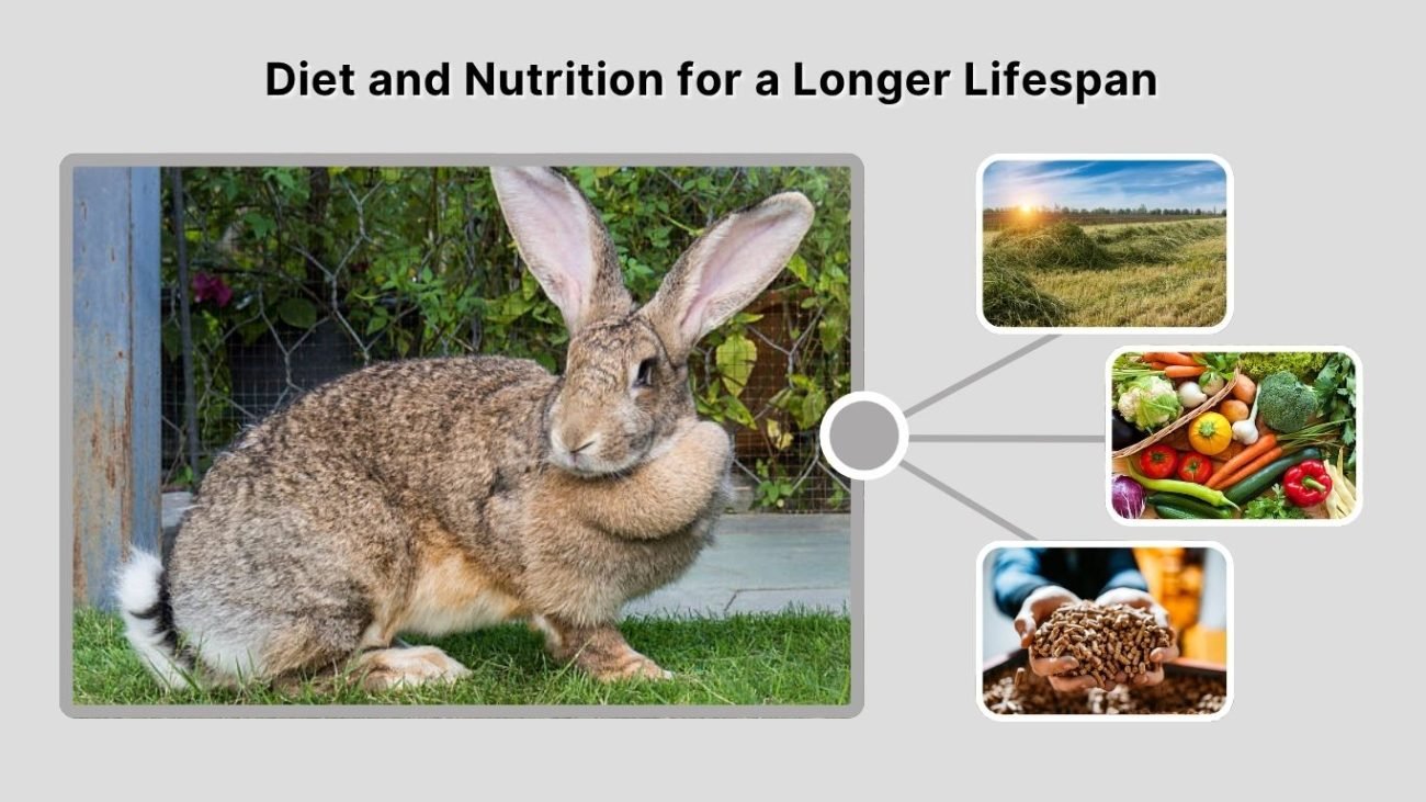 Diet and Nutrition for a Longer Lifespan
