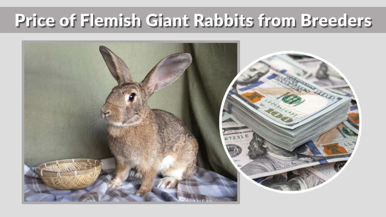 Price of Flemish Giant Rabbits from Breeders