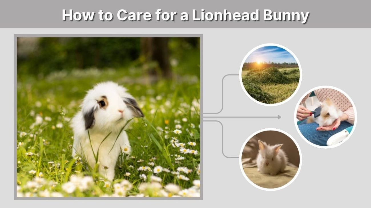 How to Care for a Lionhead Bunny