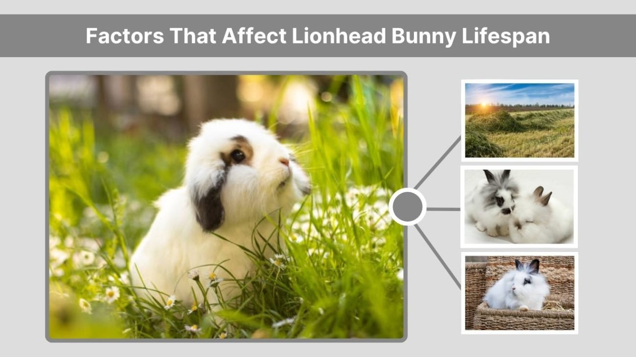 Factors That Affect Lionhead Bunny Lifespan