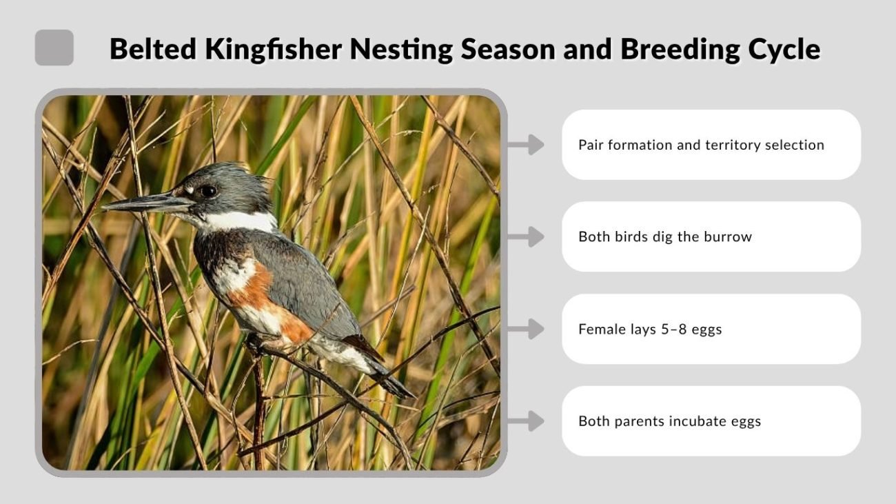 Belted Kingfisher Nesting Season and Breeding Cycle