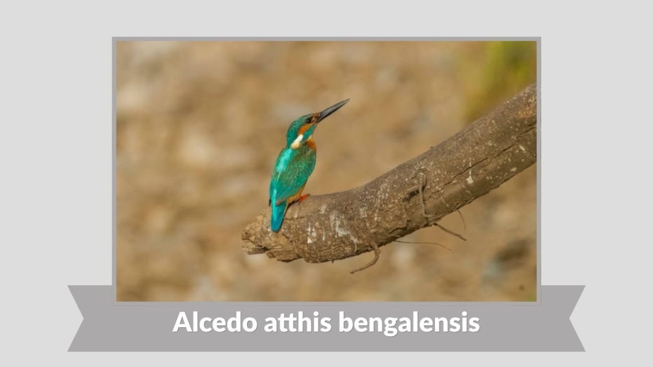 Alcedo atthis bengalensis