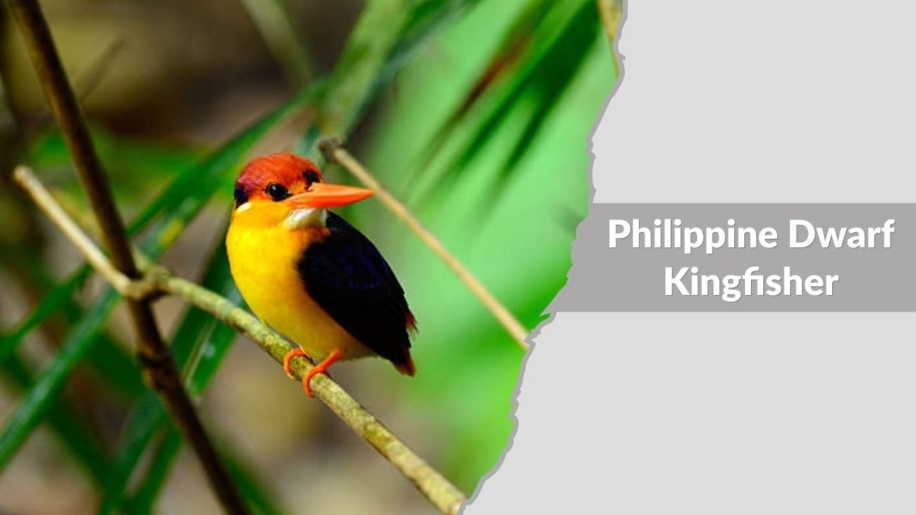 Philippine Dwarf Kingfisher