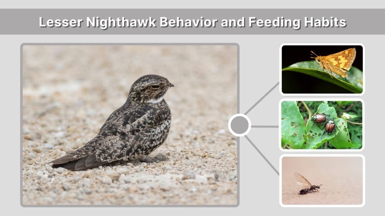 Lesser Nighthawk Behavior and Feeding Habits