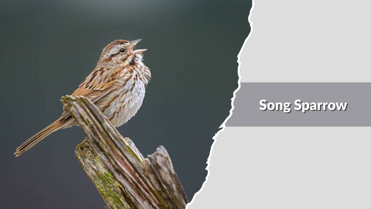 Song Sparrow