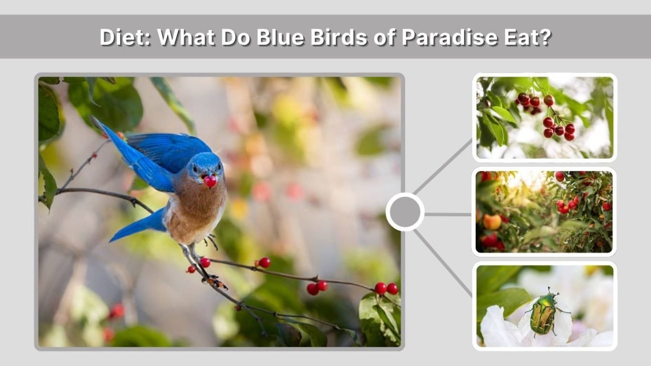 Diet: What Do Blue Birds of Paradise Eat?