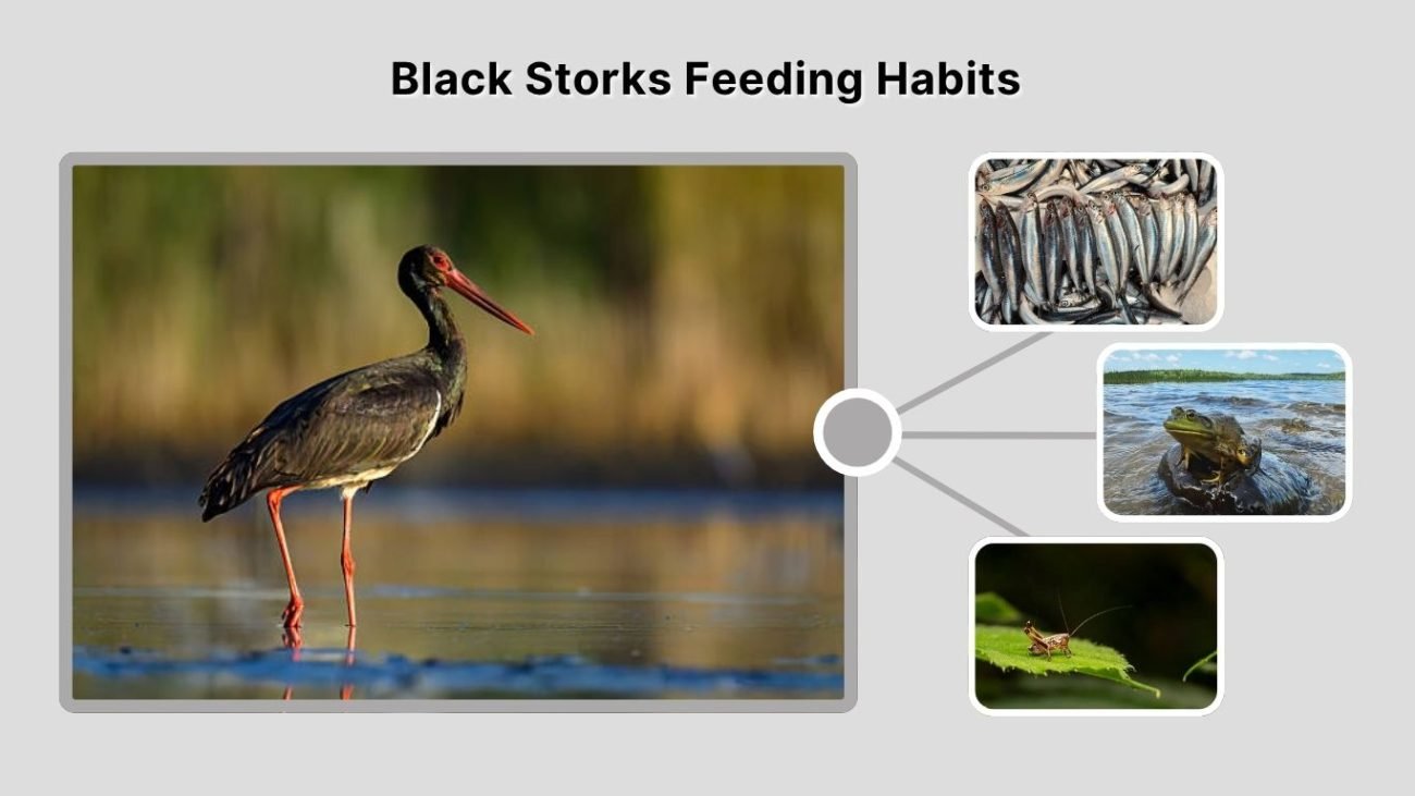 Black Storks Feeding Habits