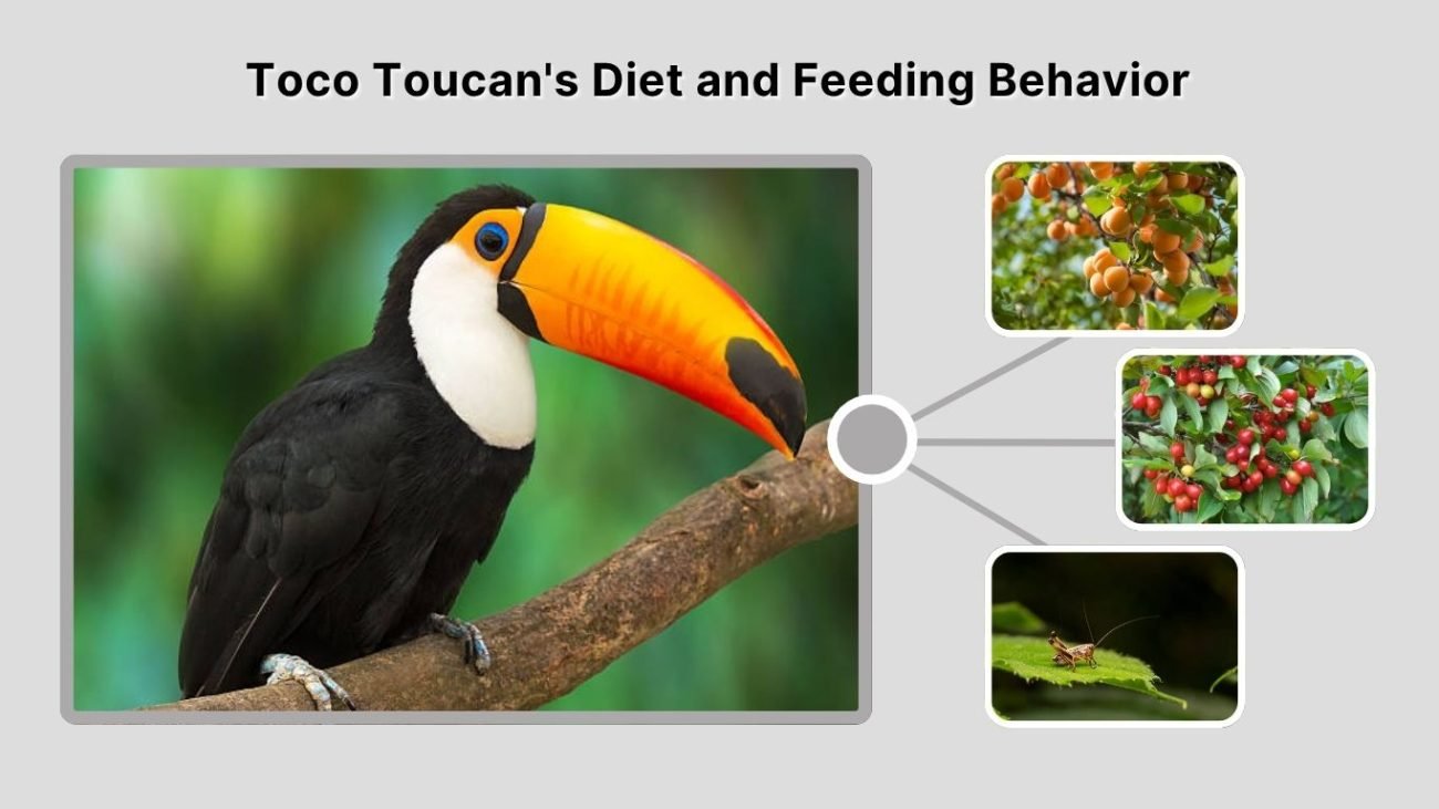 Toco Toucan's Diet and Feeding Behavior