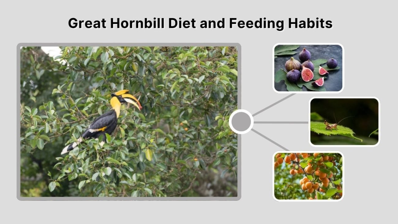  Great Hornbill Diet and Feeding Habits