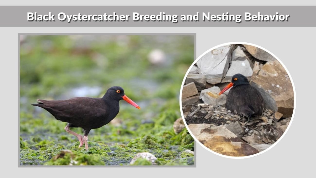 Black Oystercatcher Breeding and Nesting Behavior