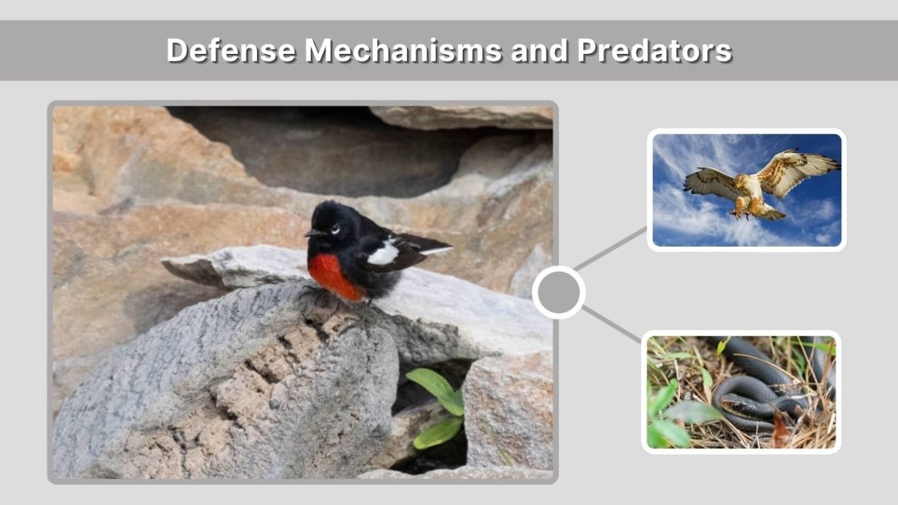 Defense Mechanisms and Predators