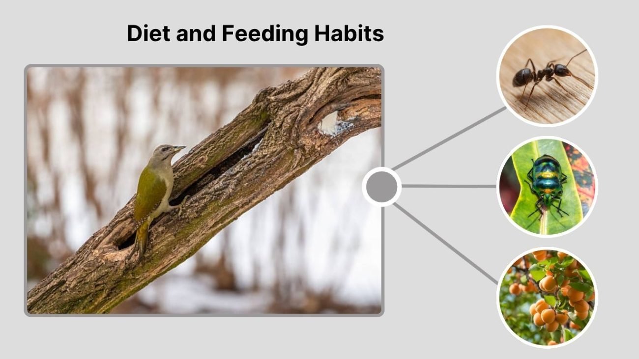 Diet and Feeding Habits