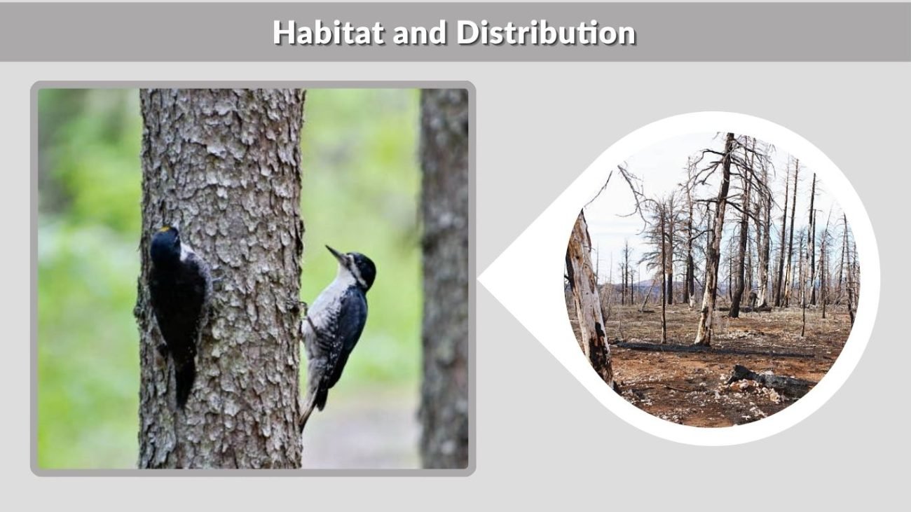 Habitat and Distribution