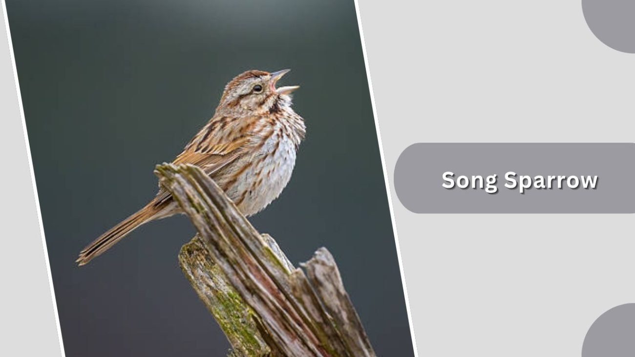 Song Sparrow